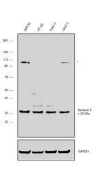 Syntaxin 6 Polyclonal Antibody