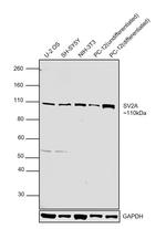 SV2A Antibody in Western Blot (WB)