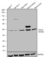 TCFL5 Polyclonal Antibody