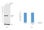 Connexin 26 Antibody in Western Blot (WB)