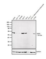G6PD Antibody in Western Blot (WB)