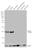 CRYAB Polyclonal Antibody