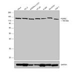 FGFR2 Polyclonal Antibody
