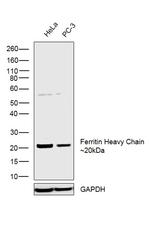 Ferritin Heavy Chain Antibody in Western Blot (WB)