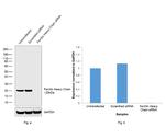 Ferritin Heavy Chain Antibody in Western Blot (WB)
