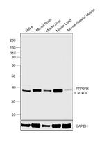 PPP2R4 Antibody in Western Blot (WB)