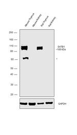 SATB1 Antibody