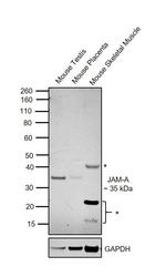 JAM-A (CD321) Polyclonal Antibody