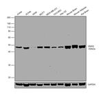 GNAS Polyclonal Antibody