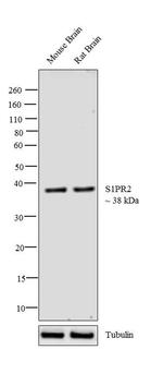 S1PR2 Polyclonal Antibody