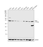 Bub3 Antibody in Western Blot (WB)