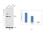 Bub3 Antibody in Western Blot (WB)