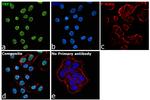 TRF2 Antibody in Immunocytochemistry (ICC/IF)