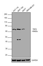 TRF2 Antibody in Western Blot (WB)