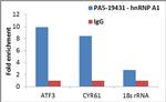 hnRNP A1 Antibody in RNA Immunoprecipitation (RIP)