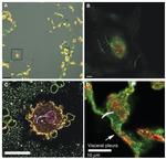 Lamin B1 Antibody in Immunocytochemistry (ICC/IF)