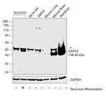 GAP43 Antibody in Western Blot (WB)