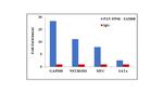SAM68 Antibody in ChIP Assay (ChIP)