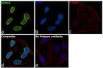 SAM68 Antibody in Immunocytochemistry (ICC/IF)