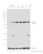 SAM68 Antibody in Western Blot (WB)