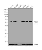 SUFU Polyclonal Antibody