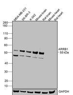beta Arrestin 1 Antibody