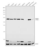 hnRNP L Antibody in Western Blot (WB)