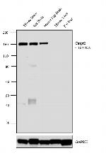 Caspr2 Antibody