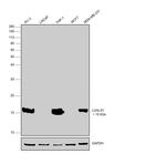 Galectin 1 Antibody in Western Blot (WB)