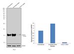 Galectin 1 Antibody in Western Blot (WB)