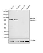 PROX1 Polyclonal Antibody