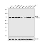 eIF3b Antibody in Western Blot (WB)