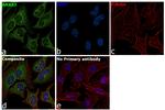 Annexin A2 Antibody in Immunocytochemistry (ICC/IF)
