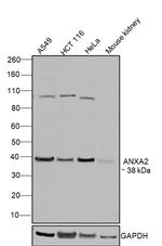 Annexin A2 Antibody in Western Blot (WB)