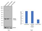 Annexin A2 Antibody in Western Blot (WB)