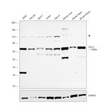 GCLC Antibody in Western Blot (WB)