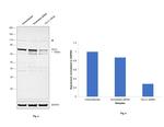 GCLC Antibody in Western Blot (WB)
