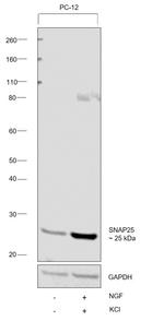 SNAP25 Antibody in Western Blot (WB)