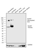 GLAST Antibody in Western Blot (WB)
