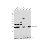 GPX4 Polyclonal Antibody