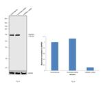hnRNP L Antibody in Western Blot (WB)