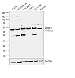 SMAD1 Antibody in Western Blot (WB)