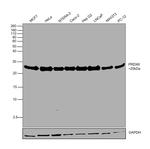 PRDX6 Polyclonal Antibody