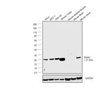 DIABLO Antibody in Western Blot (WB)
