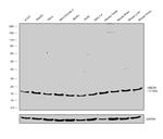 UBC13 Antibody in Western Blot (WB)