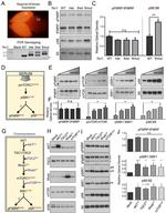 RHEB Antibody in Western Blot (WB)