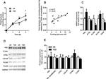 ADFP Antibody in Western Blot (WB)