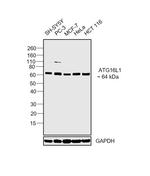 ATG16L1 Antibody in Western Blot (WB)