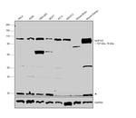 NUP107 Antibody in Western Blot (WB)