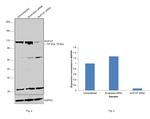 NUP107 Antibody in Western Blot (WB)